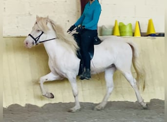 Pony Islandese, Castrone, 5 Anni