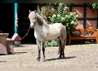 Pony Islandese, Castrone, 5 Anni, Grigio