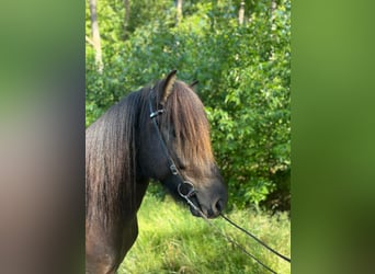Pony Islandese, Castrone, 5 Anni, Morello