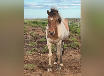 Pony Islandese, Castrone, 5 Anni, Pezzato