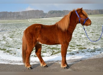 Pony Islandese, Castrone, 5 Anni, Sauro