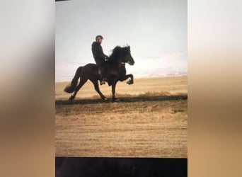 Pony Islandese, Castrone, 6 Anni, 135 cm, Morello