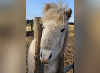 Pony Islandese, Castrone, 6 Anni, 138 cm, Grigio