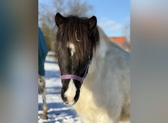 Pony Islandese, Castrone, 6 Anni, 138 cm, Pezzato