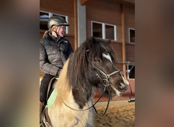 Pony Islandese, Castrone, 6 Anni, 138 cm, Pezzato
