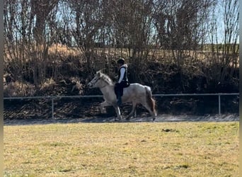 Pony Islandese, Castrone, 6 Anni, 139 cm, Grigio