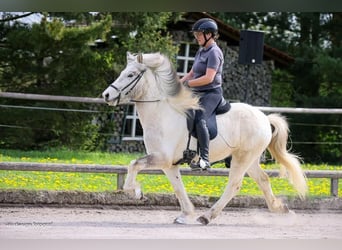 Pony Islandese, Castrone, 6 Anni, 139 cm, Grigio