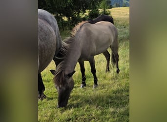 Pony Islandese, Castrone, 6 Anni, 140 cm, Falbo