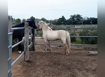 Pony Islandese, Castrone, 6 Anni, 140 cm, Falbo