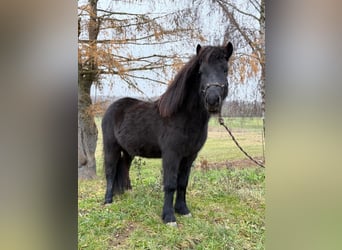 Pony Islandese, Castrone, 6 Anni, 140 cm, Morello