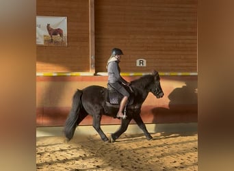 Pony Islandese, Castrone, 6 Anni, 140 cm, Morello