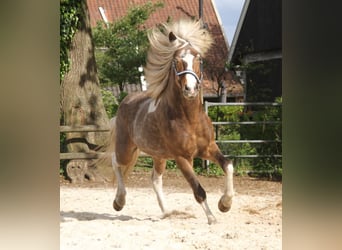 Pony Islandese, Castrone, 6 Anni, 140 cm, Pezzato