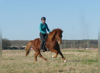 Pony Islandese, Castrone, 6 Anni, 140 cm, Sauro