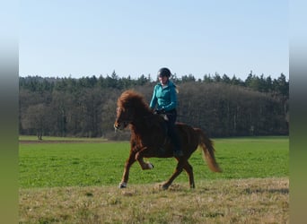Pony Islandese, Castrone, 6 Anni, 140 cm, Sauro