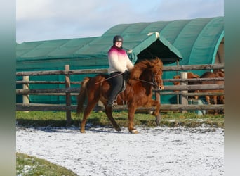 Pony Islandese, Castrone, 6 Anni, 140 cm, Sauro