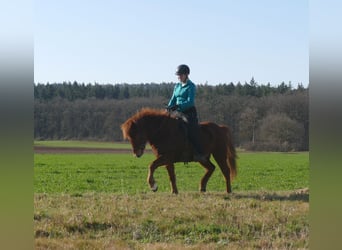 Pony Islandese, Castrone, 6 Anni, 140 cm, Sauro