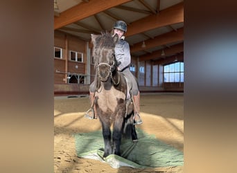 Pony Islandese, Castrone, 6 Anni, 141 cm, Morello