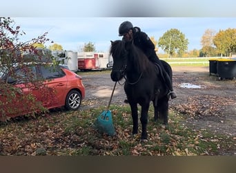 Pony Islandese, Castrone, 6 Anni, 142 cm, Morello