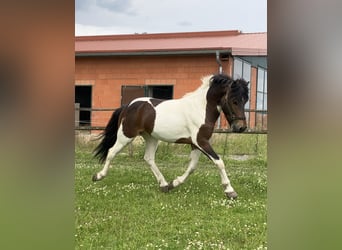 Pony Islandese, Castrone, 6 Anni, 142 cm, Pezzato