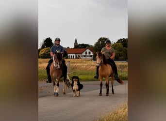 Pony Islandese, Castrone, 6 Anni, 142 cm, Pezzato