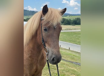 Pony Islandese, Castrone, 6 Anni, 143 cm, Sauro