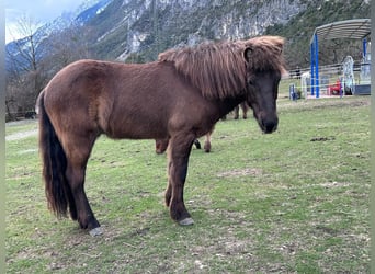 Pony Islandese, Castrone, 6 Anni, 144 cm, Morello