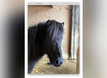 Pony Islandese, Castrone, 6 Anni, 145 cm, Morello
