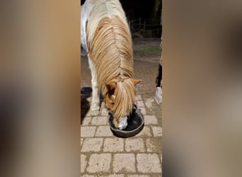 Pony Islandese, Castrone, 6 Anni, 145 cm, Pezzato