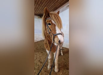 Pony Islandese, Castrone, 6 Anni, 145 cm, Pezzato