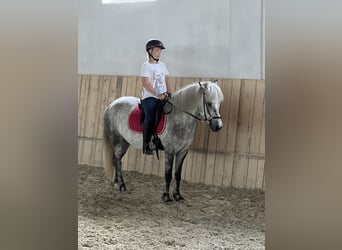 Pony Islandese, Castrone, 6 Anni, 146 cm, Grigio pezzato