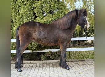 Pony Islandese, Castrone, 6 Anni, 150 cm, Baio nero