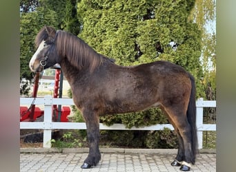 Pony Islandese, Castrone, 6 Anni, 150 cm, Baio nero