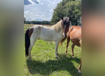 Pony Islandese, Castrone, 6 Anni