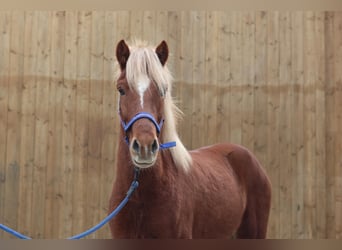 Pony Islandese, Castrone, 6 Anni, Sauro