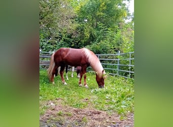 Pony Islandese, Castrone, 7 Anni, 132 cm, Sauro