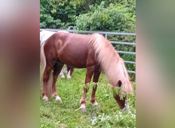 Pony Islandese, Castrone, 7 Anni, 132 cm, Sauro