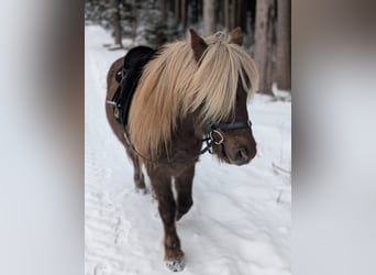 Pony Islandese, Castrone, 7 Anni, 133 cm