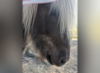 Pony Islandese, Castrone, 7 Anni, 133 cm