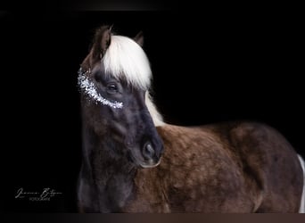 Pony Islandese, Castrone, 7 Anni, 135 cm