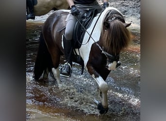 Pony Islandese, Castrone, 7 Anni, 136 cm, Pezzato