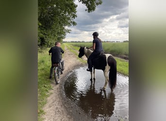 Pony Islandese, Castrone, 7 Anni, 136 cm, Pezzato