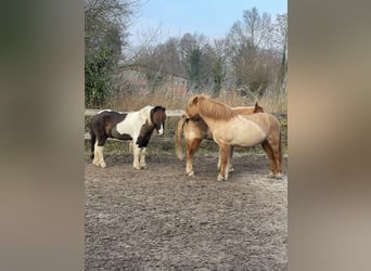 Pony Islandese, Castrone, 7 Anni, 136 cm, Pezzato