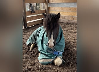 Pony Islandese, Castrone, 7 Anni, 136 cm, Pezzato