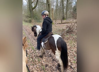 Pony Islandese, Castrone, 7 Anni, 136 cm, Pezzato