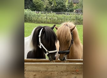 Pony Islandese, Castrone, 7 Anni, 136 cm, Pezzato