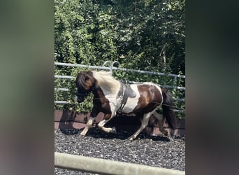 Pony Islandese, Castrone, 7 Anni, 136 cm, Pezzato