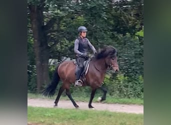 Pony Islandese, Castrone, 7 Anni, 138 cm, Baio