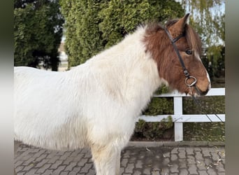 Pony Islandese, Castrone, 7 Anni, 138 cm, Pezzato