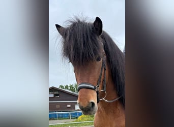 Pony Islandese, Castrone, 7 Anni, 140 cm, Baio