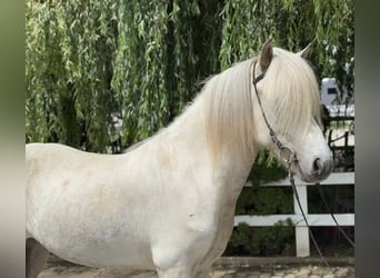 Pony Islandese, Castrone, 7 Anni, 140 cm, Grigio